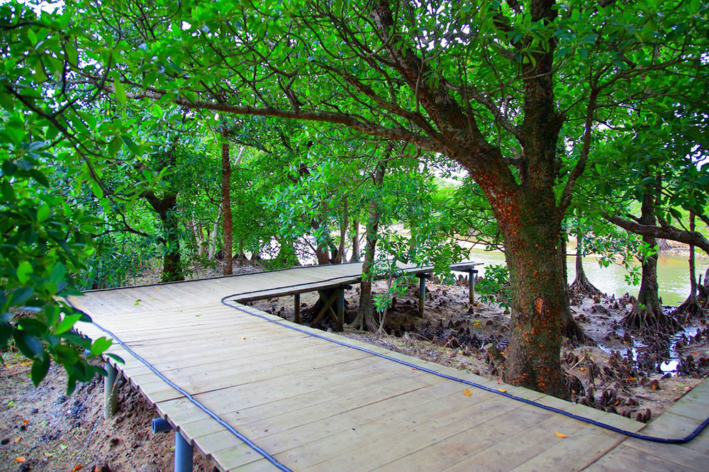 Mangrove Promenade
