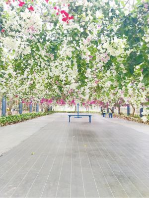 観光農園ユートピアファーム宮古島