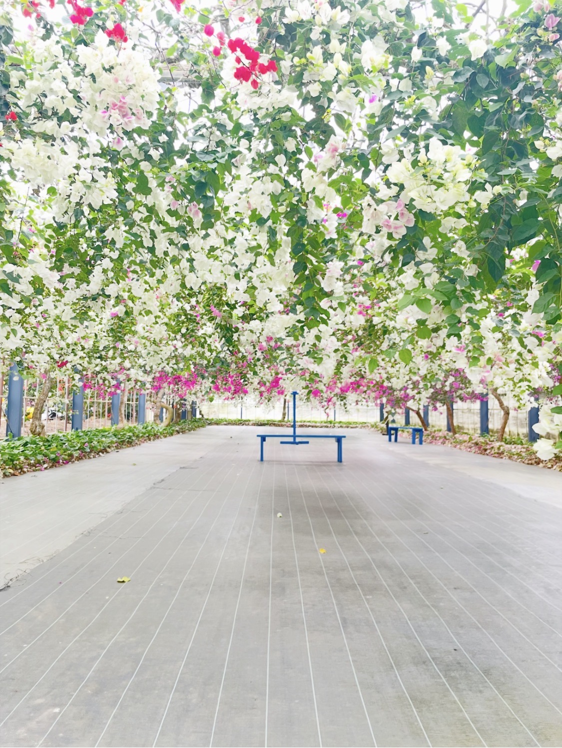 観光農園ユートピアファーム宮古島