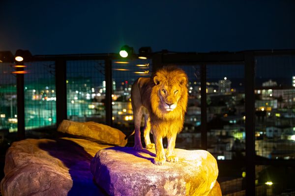 公益財団法人 沖縄こどもの国