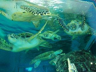 Kume-jima Sea Turtle Museum