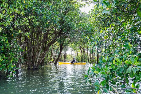 ネイチャーみらい館「マングローブ林をめぐるカヌー体験」