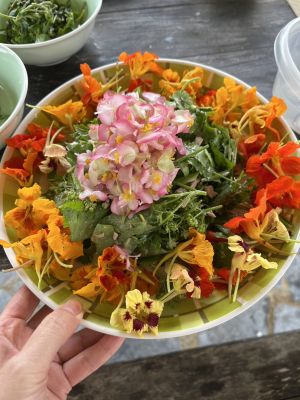 ヤンバルの山菜ご賞味ツアー