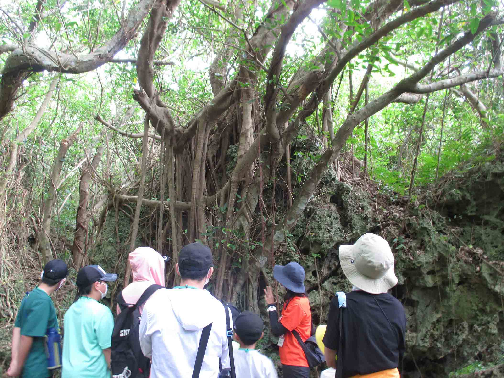 “Learning about the Nature of Okinawa through Fieldwork in Forest”, NPO Nature Experience School