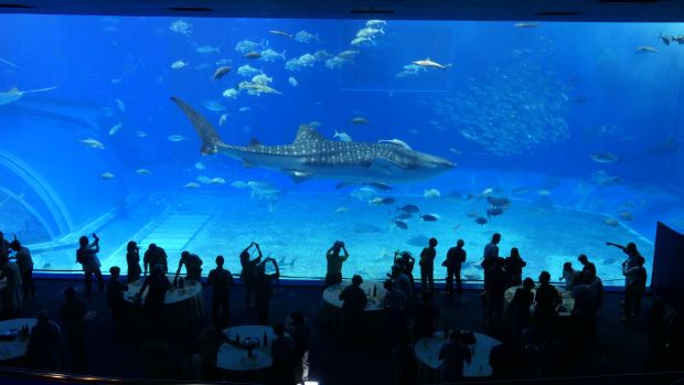 Okinawa Churaumi Aquarium