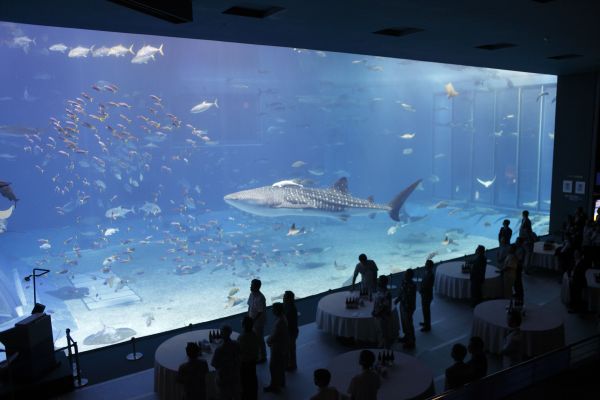 Okinawa Churaumi Aquarium