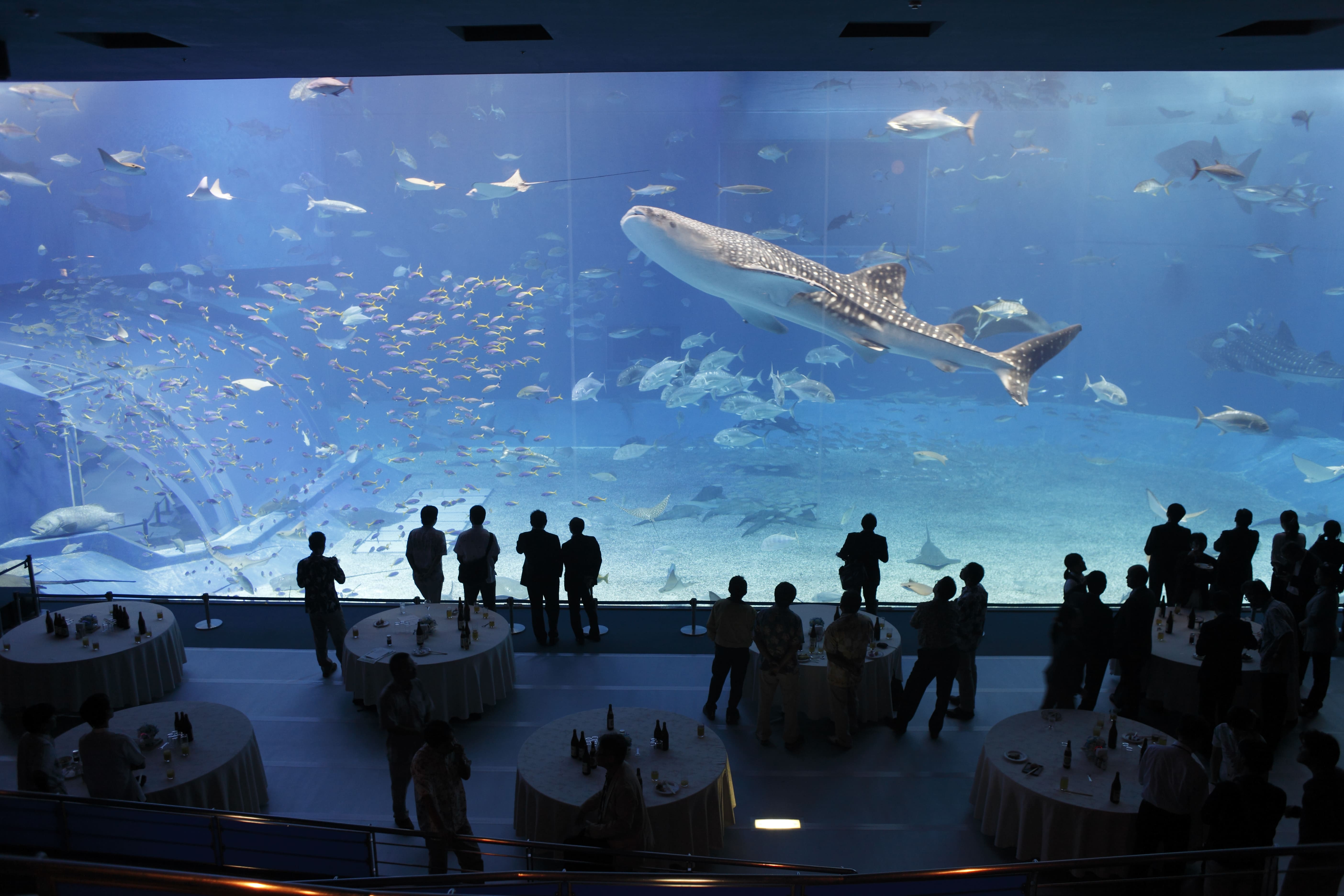 Okinawa Churaumi Aquarium