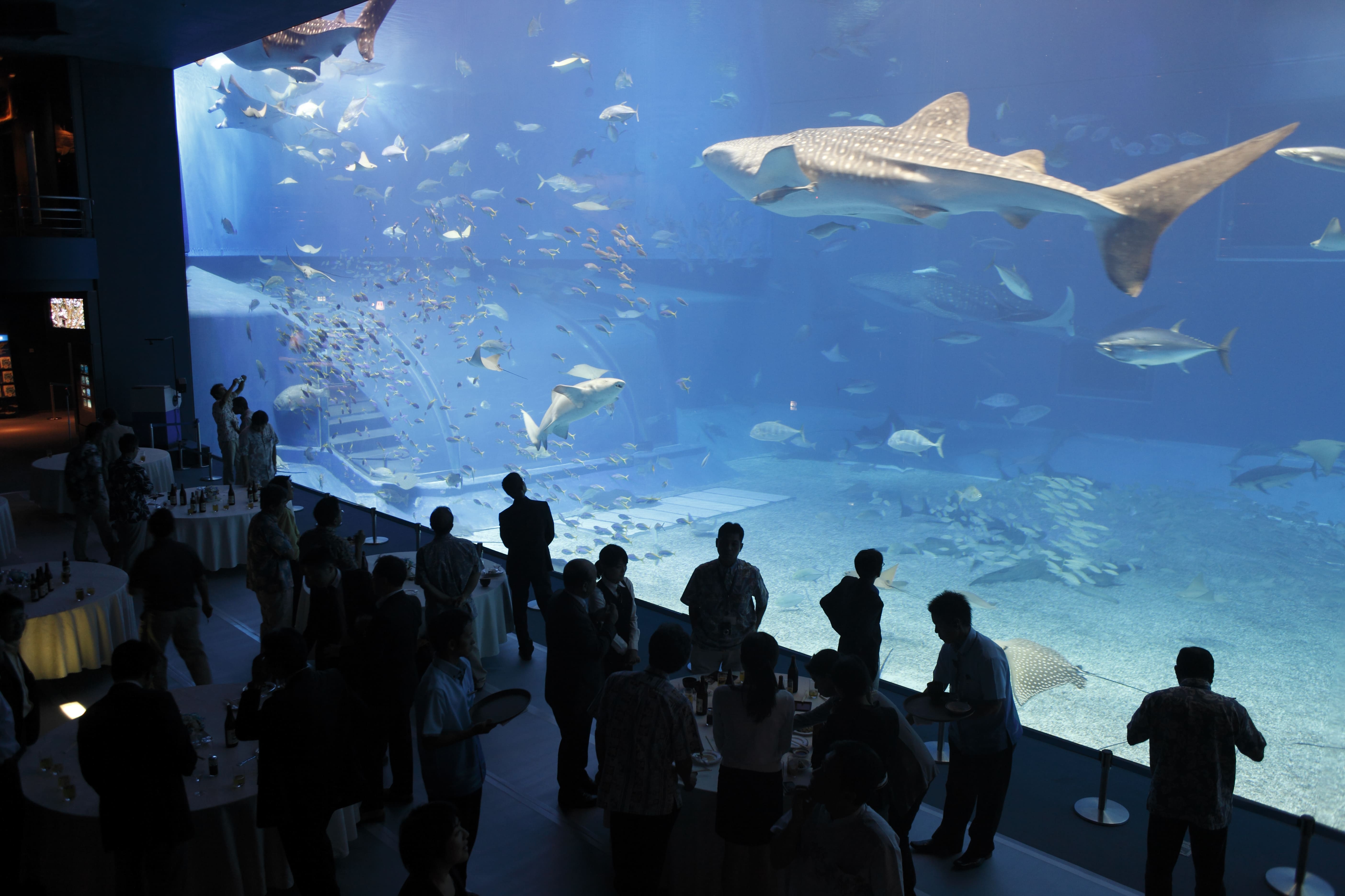 Okinawa Largest Aquarium ThisYearIMustVisit Okinawa Churaumi