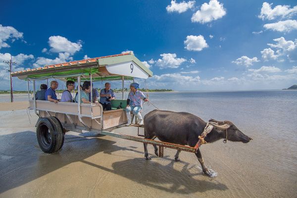 Iriomote Island ADVENTURE PiPi